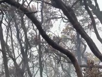 4 Hari Kebakaran Gunung Gede: 10 Hektare Lahan Hangus-Tersisa 4 Titik Api