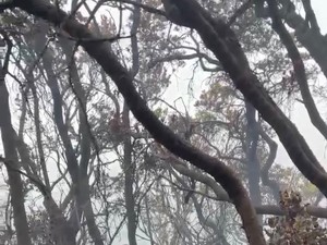 4 Hari Kebakaran Gunung Gede: 10 Hektare Lahan Hangus-Tersisa 4 Titik Api