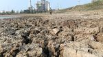Hamparan Sawah di Indramayu Kekeringan Setelah Ditanami Benih Padi