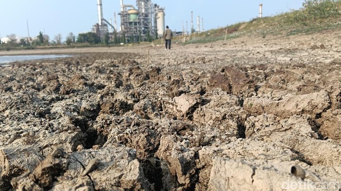 Ribuan hektare sawah sudah ditanam di Desa Sukareja, Kecamatan Balongan, Kabupaten Indramayu. Sekilas tidak ada yang salah, namun setelah didekati, sawah-sawah itu ternyata kekeringan, para petani terancam mengalami kerugian biaya tanam. Ribuan hektare sawah sudah ditanam di Desa Sukareja, Kecamatan Balongan, Kabupaten Indramayu. Sekilas tidak ada yang salah, namun setelah didekati, sawah-sawah itu ternyata kekeringan, para petani terancam mengalami kerugian biaya tanam.
