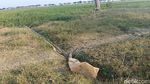 Hamparan Sawah di Indramayu Kekeringan Setelah Ditanami Benih Padi