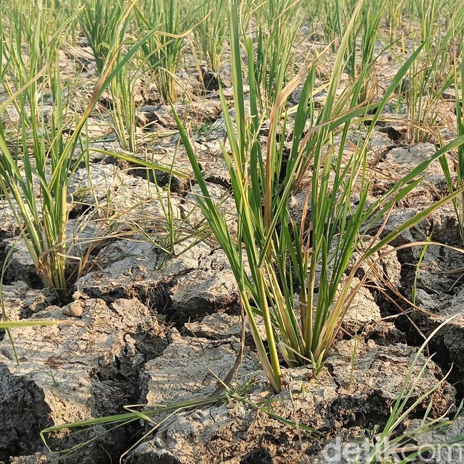 Hamparan Sawah di Indramayu Kekeringan Setelah Ditanami Benih Padi