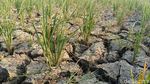 Hamparan Sawah di Indramayu Kekeringan Setelah Ditanami Benih Padi