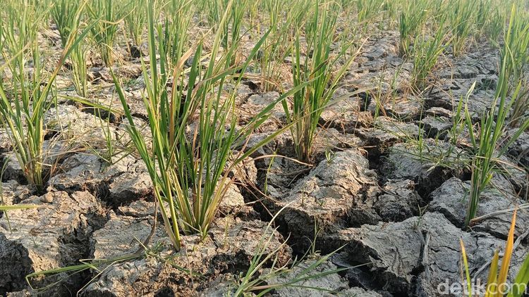 Hamparan Sawah di Indramayu Kekeringan Setelah Ditanami Benih Padi