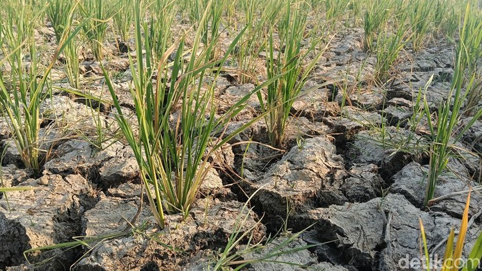 Ribuan hektare sawah sudah ditanam di Desa Sukareja, Kecamatan Balongan, Kabupaten Indramayu. Sekilas tidak ada yang salah, namun setelah didekati, sawah-sawah itu ternyata kekeringan, para petani terancam mengalami kerugian biaya tanam.