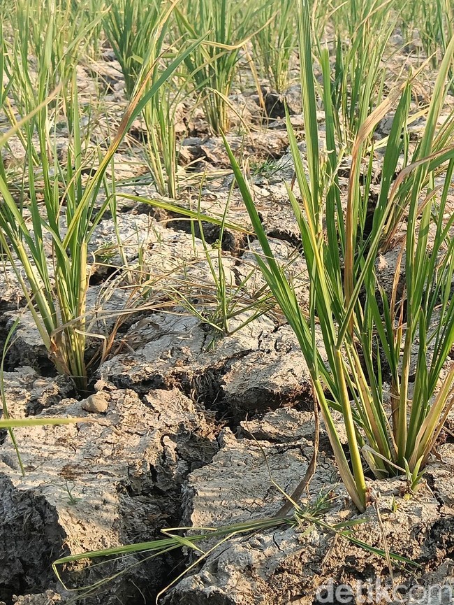 Hamparan Sawah di Indramayu Kekeringan Setelah Ditanami Benih Padi