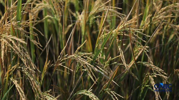 Seorang petani memanen padi di Desa Kali Putih, Bogor, Jawa Barat, Senin (10/8/2026). Lahan pertanian seluas puluhan hektar yang dikelola petani setempat untuk menanam padi mengalami gagal panen sejak awal Juni 2026 akibat kekeringan. Seorang petani memanen padi di Desa Kali Putih, Bogor, Jawa Barat, Senin (10/8/2026). Lahan pertanian seluas puluhan hektar yang dikelola petani setempat untuk menanam padi mengalami gagal panen sejak awal Juni 2026 akibat kekeringan. (CNBC Indonesia/Tri Susilo)