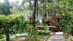 Menyusuri Sejuknya Hutan Pinus di Taman Wisata Kebon Pines