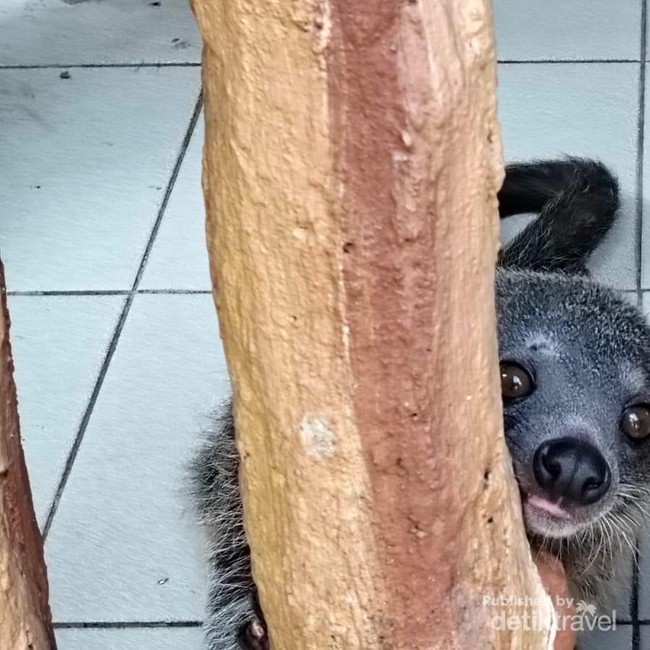 7 Potret Satwa di Taman Safari Bogor