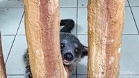7 Potret Satwa di Taman Safari Bogor