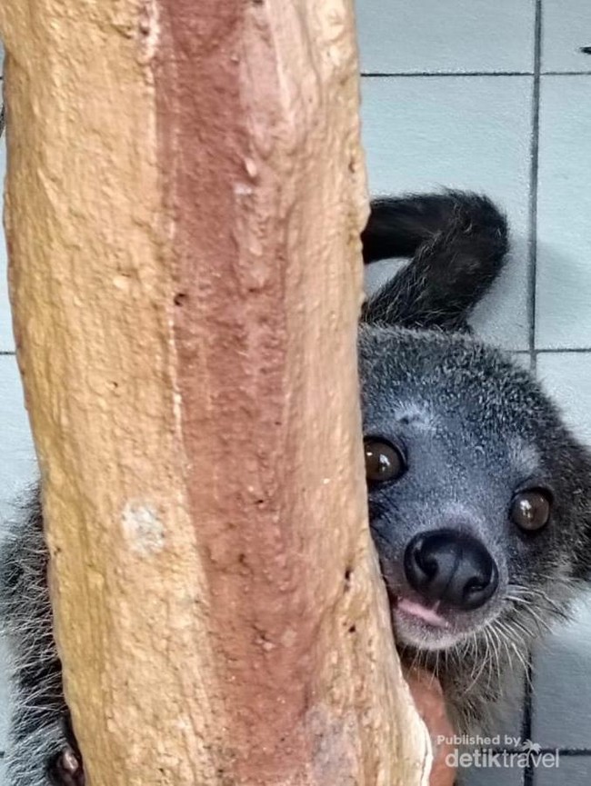 7 Potret Satwa di Taman Safari Bogor