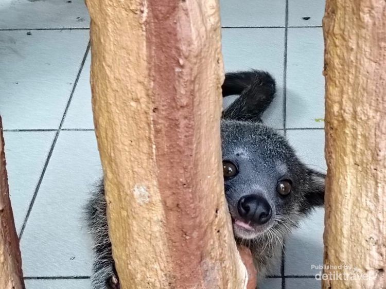 7 Potret Satwa di Taman Safari Bogor