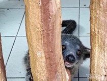7 Potret Satwa di Taman Safari Bogor