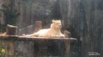 7 Potret Satwa di Taman Safari Bogor