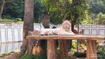 7 Potret Satwa di Taman Safari Bogor