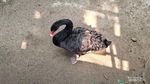 7 Potret Satwa di Taman Safari Bogor