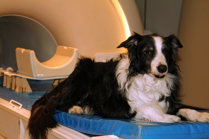 Anjing menjalani pemeriksaan aktivitas otak di mesin MRI