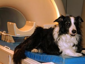 Riset Ungkap Anjing Bisa Bedakan Emosi di Wajah Manusia