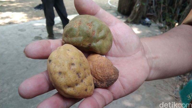 Buah kopi anjing.