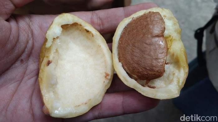 Buah kopi anjing.