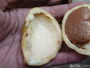 Pernah Dengar? Buah Kopi Anjing yang Konon Warisan Belanda di Majalengka