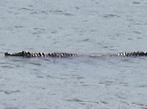 Buaya Muara Muncul di Teluk Popoh Tulungagung, Warga Diminta Waspada!
