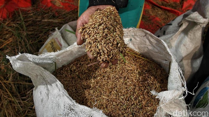 Di Tengah Kemarau, Sawah Pesisir Jakarta Tetap Panen Sejumlah petani memotong dan menggiling padi nan siap panen di area Sungai Tiram, Marunda, Jakarta Utara, Selasa (11/8/2026). Di tengah lanskap pesisir Ibu Kota nan identik dengan permukiman padat dan area industri, hamparan sawah tetap menunjukkan produktivitasnya.