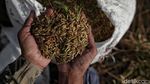 Di Tengah Kemarau, Sawah Pesisir Jakarta Tetap Panen
