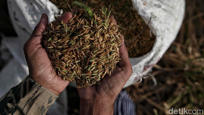 Di Tengah Kemarau, Sawah Pesisir Jakarta Tetap Panen Sejumlah petani memotong dan menggiling padi nan siap panen di area Sungai Tiram, Marunda, Jakarta Utara, Selasa (11/8/2026). Di tengah lanskap pesisir Ibu Kota nan identik dengan permukiman padat dan area industri, hamparan sawah tetap menunjukkan produktivitasnya.