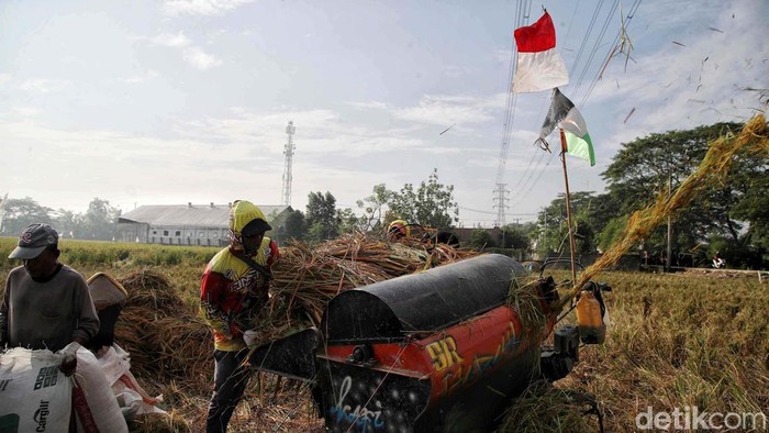 Di Tengah Kemarau, Sawah Pesisir Jakarta Tetap Panen Sejumlah petani memotong dan menggiling padi nan siap panen di area Sungai Tiram, Marunda, Jakarta Utara, Selasa (11/8/2026). Di tengah lanskap pesisir Ibu Kota nan identik dengan permukiman padat dan area industri, hamparan sawah tetap menunjukkan produktivitasnya.