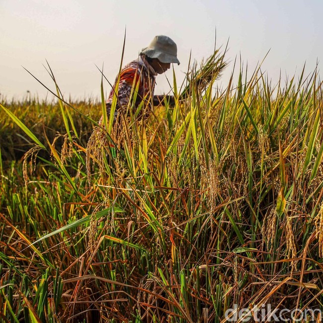 Di Tengah Kemarau, Sawah Pesisir Jakarta Tetap Panen
