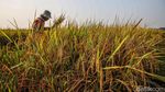 Di Tengah Kemarau, Sawah Pesisir Jakarta Tetap Panen
