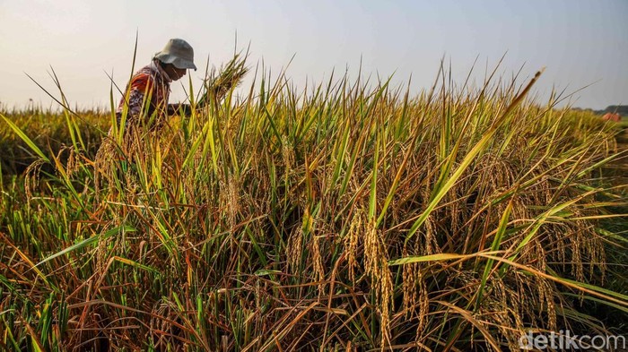 Di Tengah Kemarau, Sawah Pesisir Jakarta Tetap Panen Sejumlah petani memotong dan menggiling padi nan siap panen di area Sungai Tiram, Marunda, Jakarta Utara, Selasa (11/8/2026). Di tengah lanskap pesisir Ibu Kota nan identik dengan permukiman padat dan area industri, hamparan sawah tetap menunjukkan produktivitasnya.
