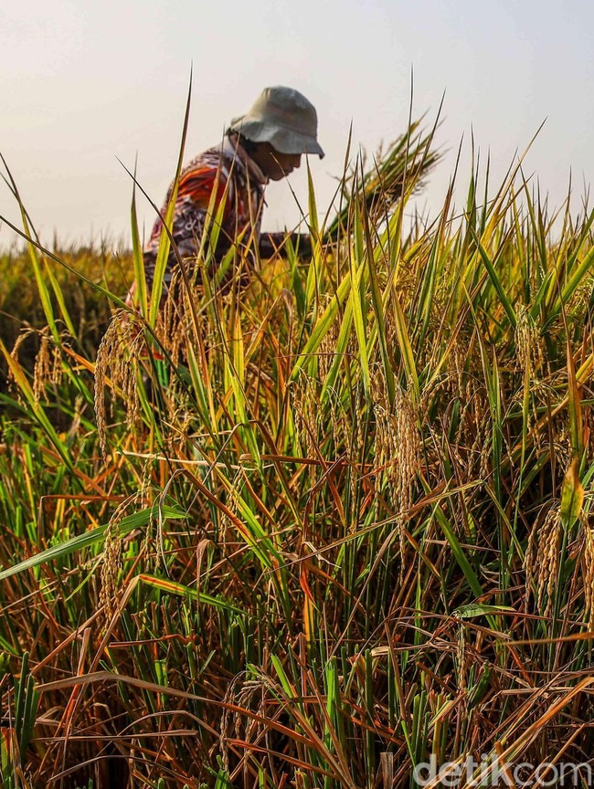 Di Tengah Kemarau, Sawah Pesisir Jakarta Tetap Panen