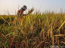 Di Tengah Kemarau, Sawah Pesisir Jakarta Tetap Panen