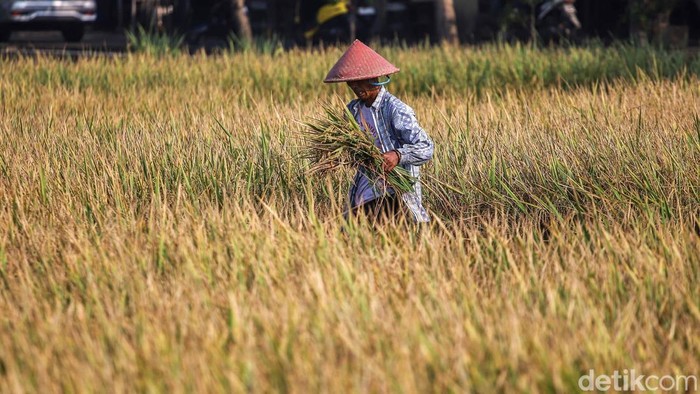 Di Tengah Kemarau, Sawah Pesisir Jakarta Tetap Panen Sejumlah petani memotong dan menggiling padi nan siap panen di area Sungai Tiram, Marunda, Jakarta Utara, Selasa (11/8/2026). Di tengah lanskap pesisir Ibu Kota nan identik dengan permukiman padat dan area industri, hamparan sawah tetap menunjukkan produktivitasnya.