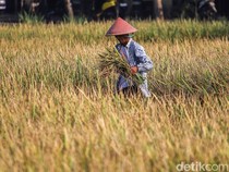 Produksi Beras Diprediksi 31,4 Juta Ton hingga Oktober