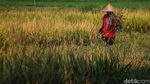 Di Tengah Kemarau, Sawah Pesisir Jakarta Tetap Panen
