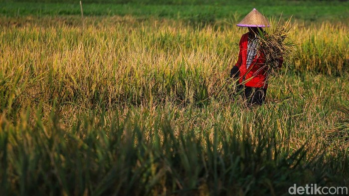 Di Tengah Kemarau, Sawah Pesisir Jakarta Tetap Panen Sejumlah petani memotong dan menggiling padi nan siap panen di area Sungai Tiram, Marunda, Jakarta Utara, Selasa (11/8/2026). Di tengah lanskap pesisir Ibu Kota nan identik dengan permukiman padat dan area industri, hamparan sawah tetap menunjukkan produktivitasnya.