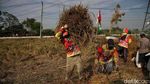 Di Tengah Kemarau, Sawah Pesisir Jakarta Tetap Panen