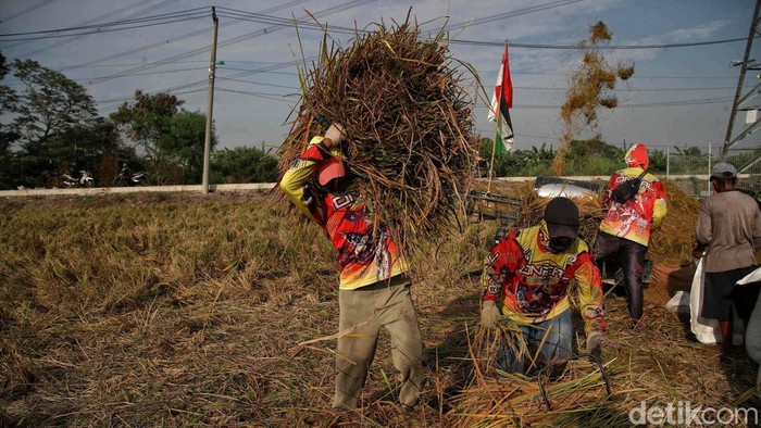 Di Tengah Kemarau, Sawah Pesisir Jakarta Tetap Panen Sejumlah petani memotong dan menggiling padi nan siap panen di area Sungai Tiram, Marunda, Jakarta Utara, Selasa (11/8/2026). Di tengah lanskap pesisir Ibu Kota nan identik dengan permukiman padat dan area industri, hamparan sawah tetap menunjukkan produktivitasnya.