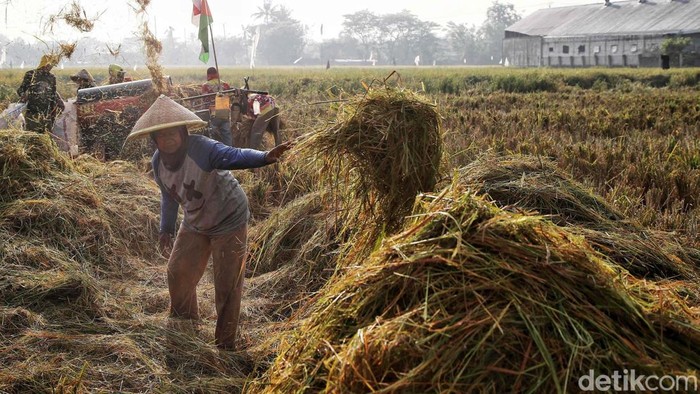 Sejumlah petani memotong dan menggiling padi nan siap panen di area Sungai Tiram, Marunda, Jakarta Utara, Selasa (11/8/2026). Di tengah lanskap pesisir Ibu Kota nan identik dengan permukiman padat dan area industri, hamparan sawah tetap menunjukkan produktivitasnya.