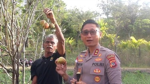 Kapolres TTS AKBP Kristiyan B Martino melihat langsung tanaman apel Soe yang melegenda di pekarangan rumah warga Desa Bijaepunu, Kecamatan Mollo Utara, TTS, NTT. (Foto: Dok. Polres TTS)
