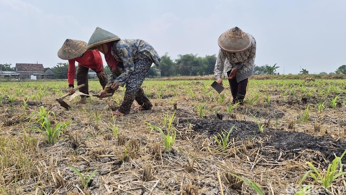 Lasih bersama petani lainnya membersihkan sawah miliknya