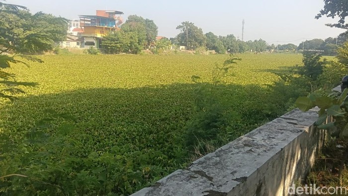 Lautan eceng gondok di Sungai Cimanuk.