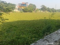 Penampakan Lautan Eceng Gondok Penuhi Sungai Cimanuk Indramayu