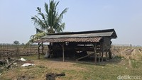 Ulah Maling di Serang Sembelih Puluhan Kambing di Pematang Sawah