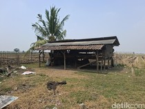 Ulah Maling di Serang Sembelih Puluhan Kambing di Pematang Sawah