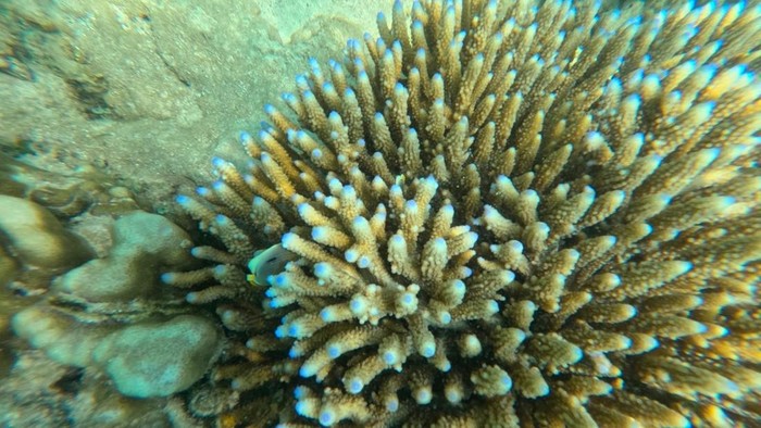 Penanaman terumbu karang di Pulau Tikus, Bengkulu