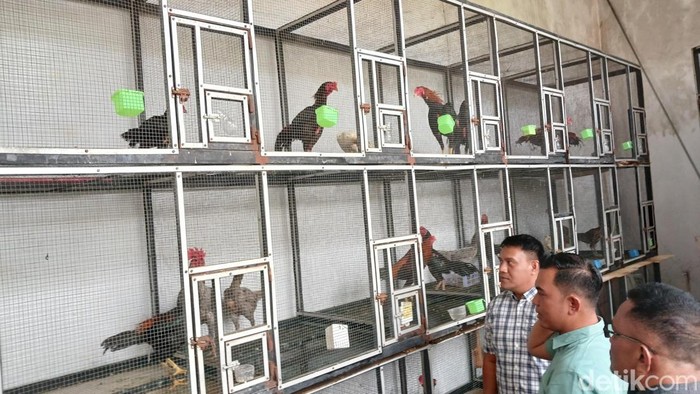 Polisi dan Karantina melihat kondisi ayam Bangkok yang diselundupkan dari Malaysia ke Batam